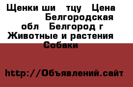 Щенки ши - тцу › Цена ­ 15 000 - Белгородская обл., Белгород г. Животные и растения » Собаки   